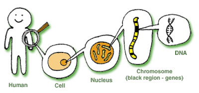 GeneCellDNA